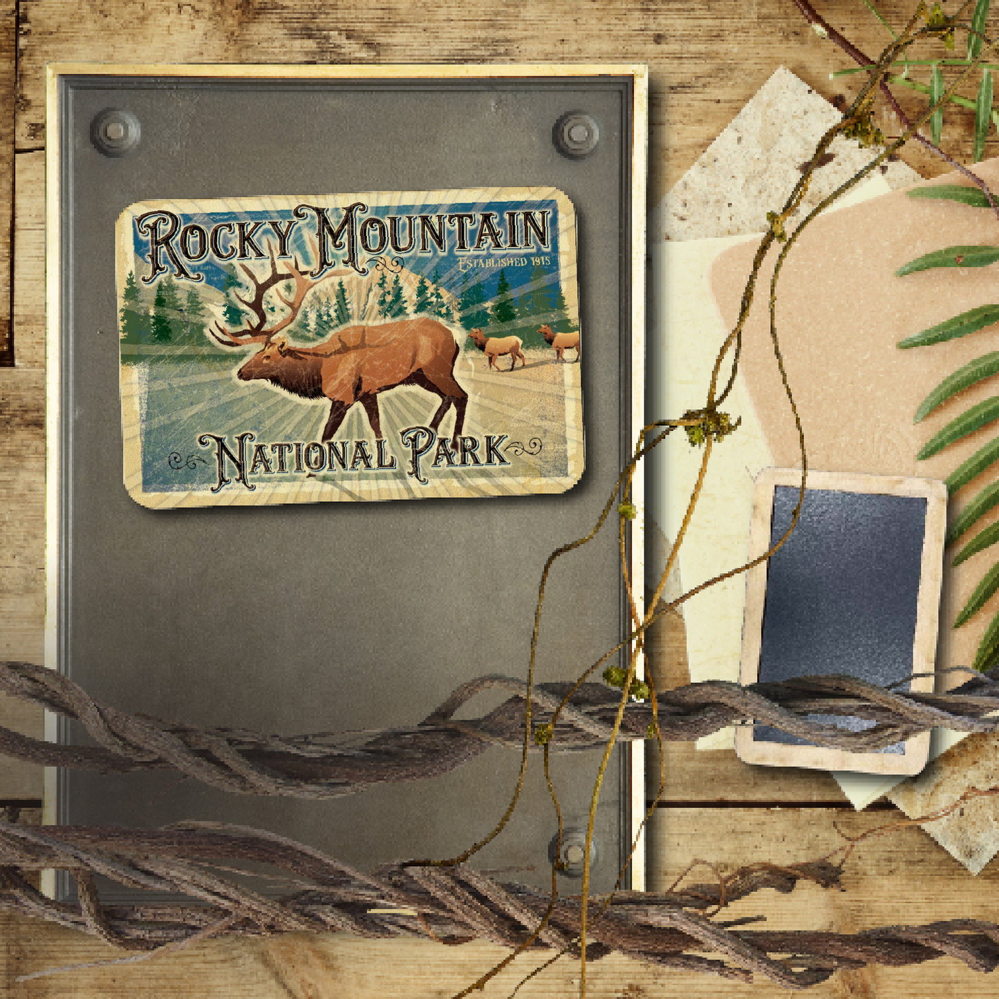 Rocky Mtn National Park Elk