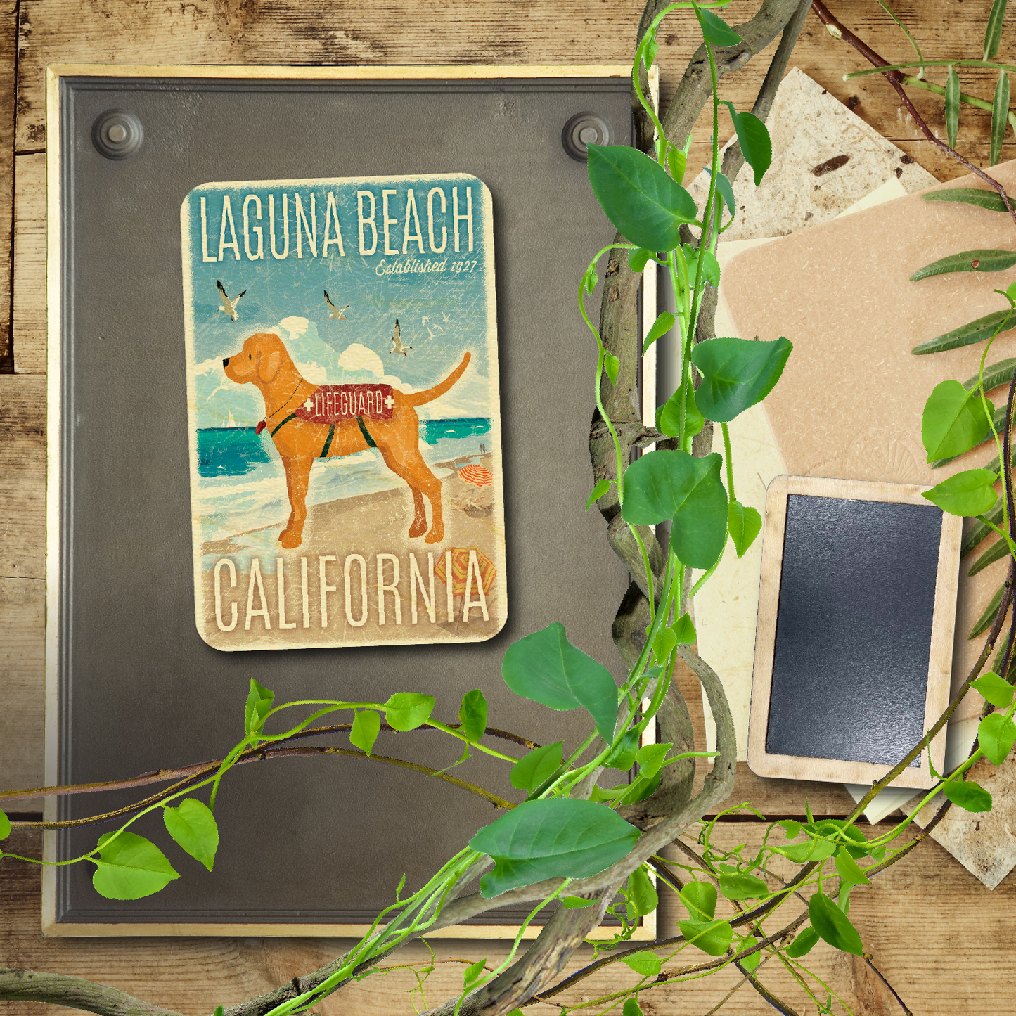 Laguna Beach Lifeguard Dog