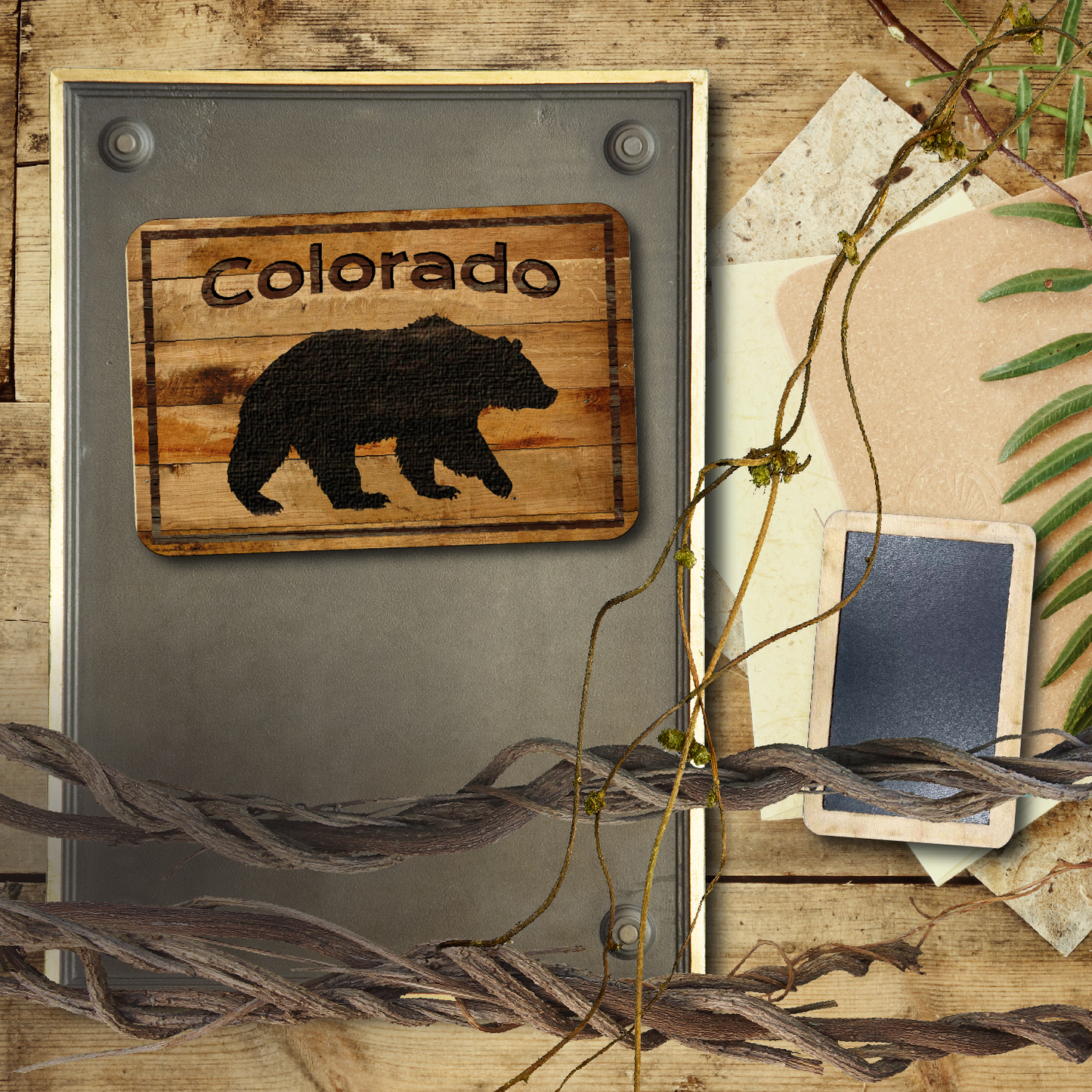 Colorado Black Bear