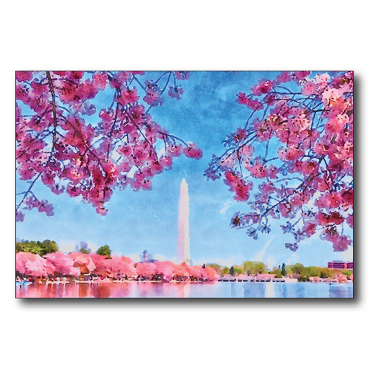 Cherry Blossoms in Washington