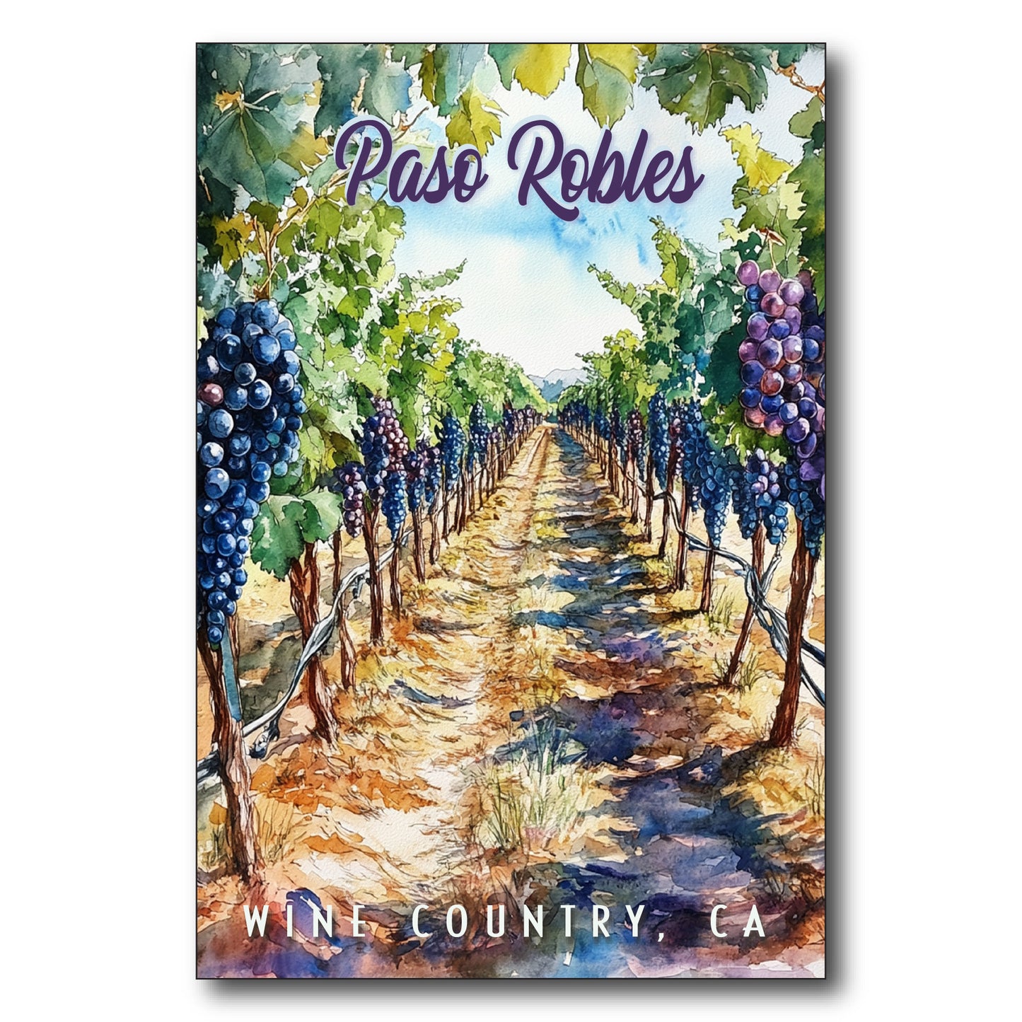 Paso Robles Purple Vineyard